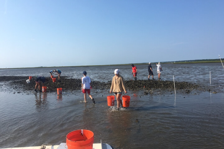 People place and carry red buckets in shallow waters near an oyster reef.