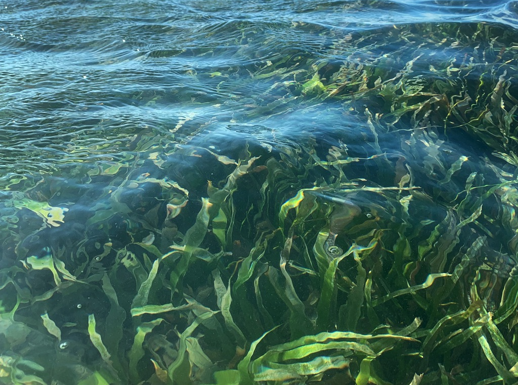 Seagrasses are underwater.
