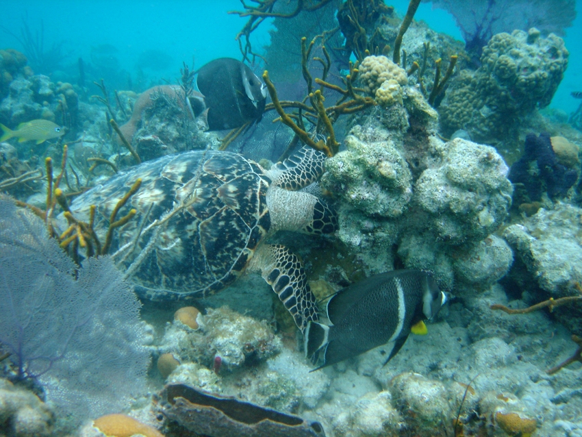 A turtle and tropical fish swim among coral reefs
