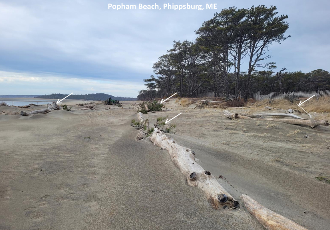 A stretch of beach with large logs placed in the sand in front of the ocean.