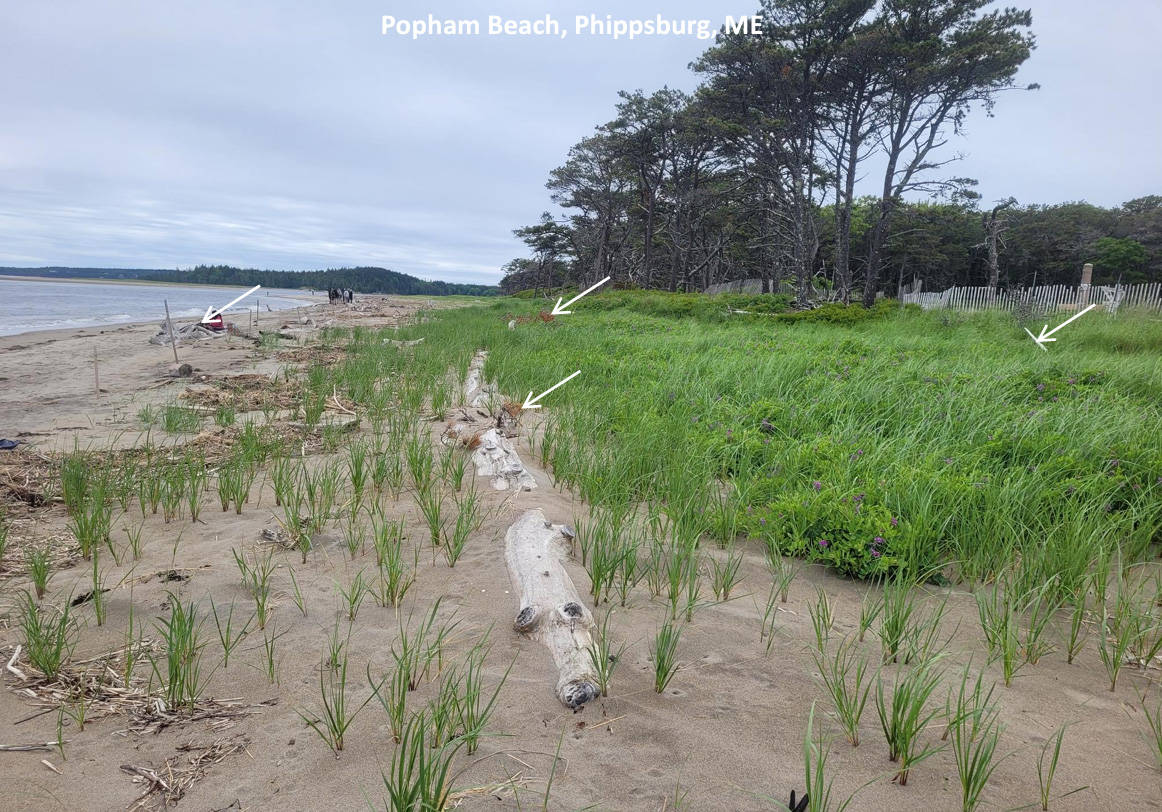 Green dune grass grows plentifully around logs placed in the sand in front of the ocean.