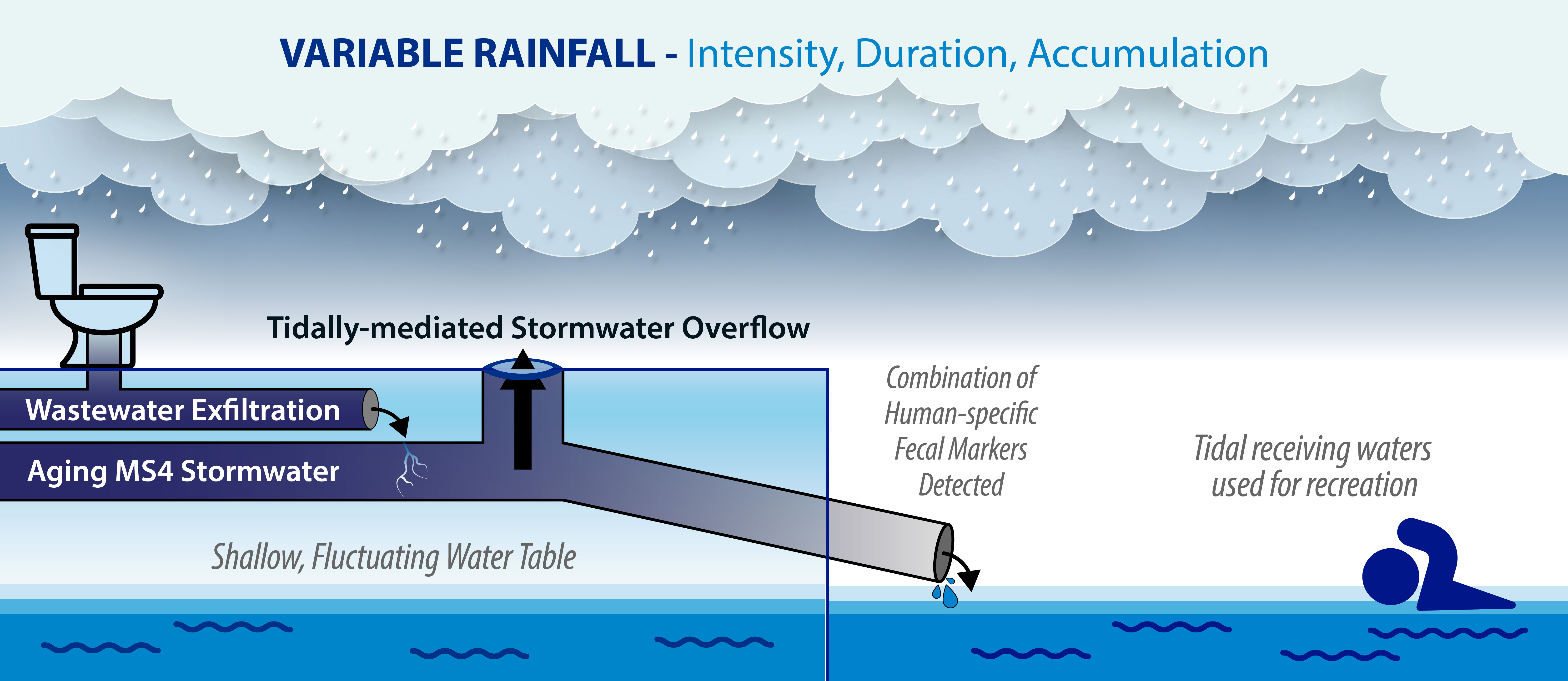 Aging stormwater infrastructure transports polluted wastewater into areas where people swim and boat. Labels include, “Variable rainfall intensity/duration/accumulation,” “Tidally-mediated stormwater overflow,” “Combination of human-specific fecal markers detected,” “Aging stormwater infrastructure,” “Shallow, fluctuating water table,” and “Tidal receiving waters used for recreation.”