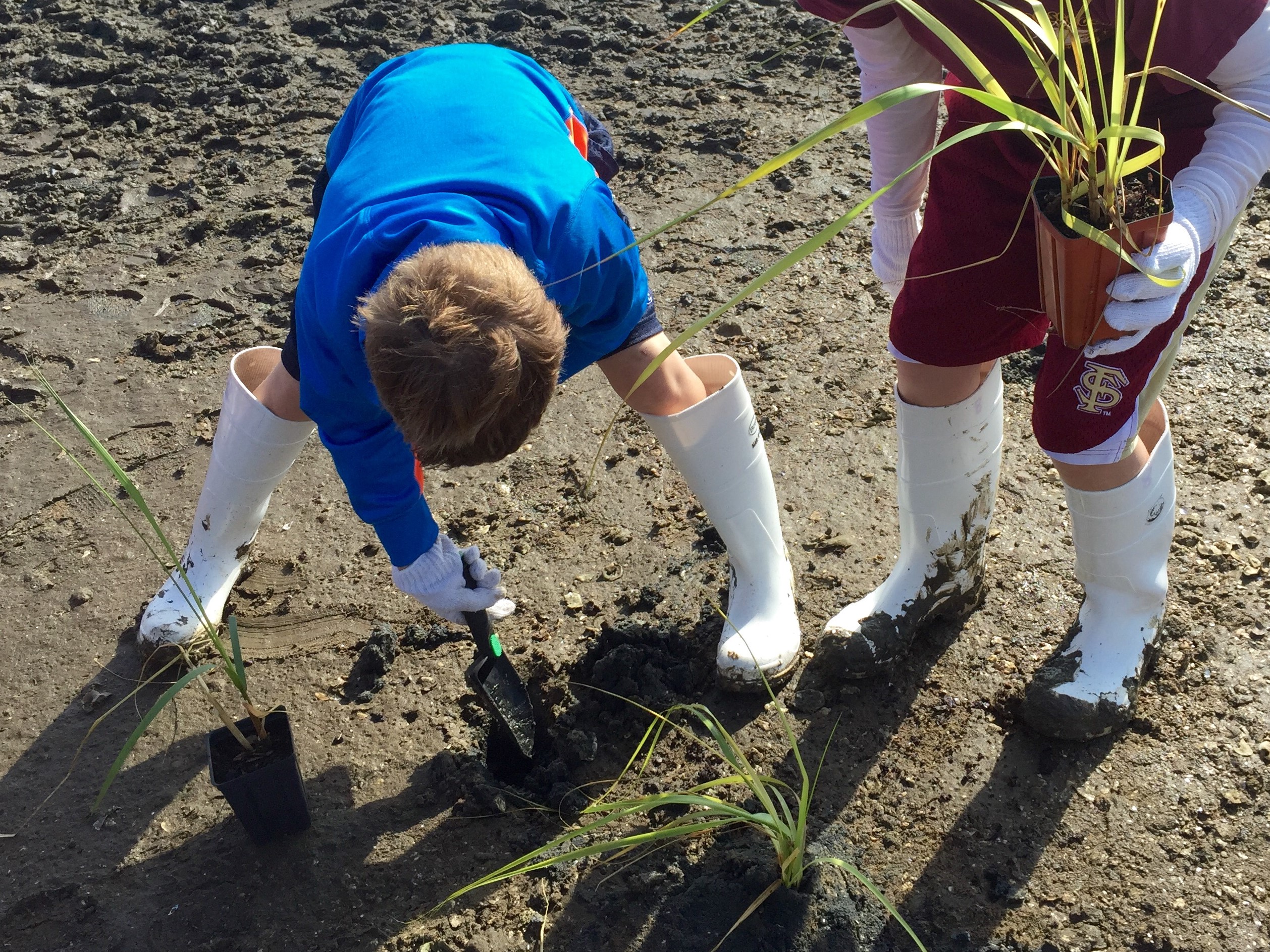 Two people in white boots; one digging in the sand and the other holding a potted marshgrass plant.