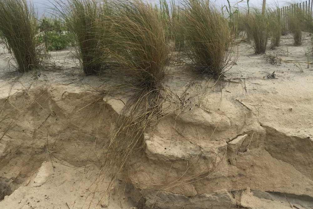 Plants grow on top of sand dunes