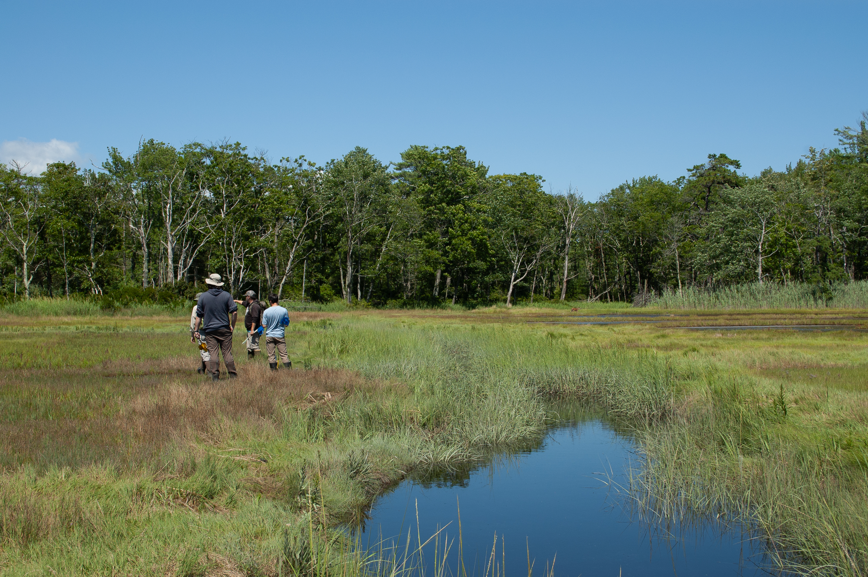 A group of people in field gear stand conversing in marsh grass with a forest in the distance.