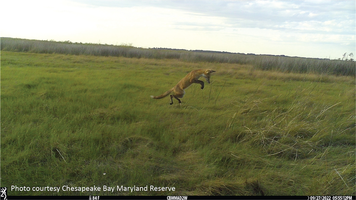 A fox with light brown fur jumps through the tall grasses of an expansive wetland, with its snout pointed toward the ground.