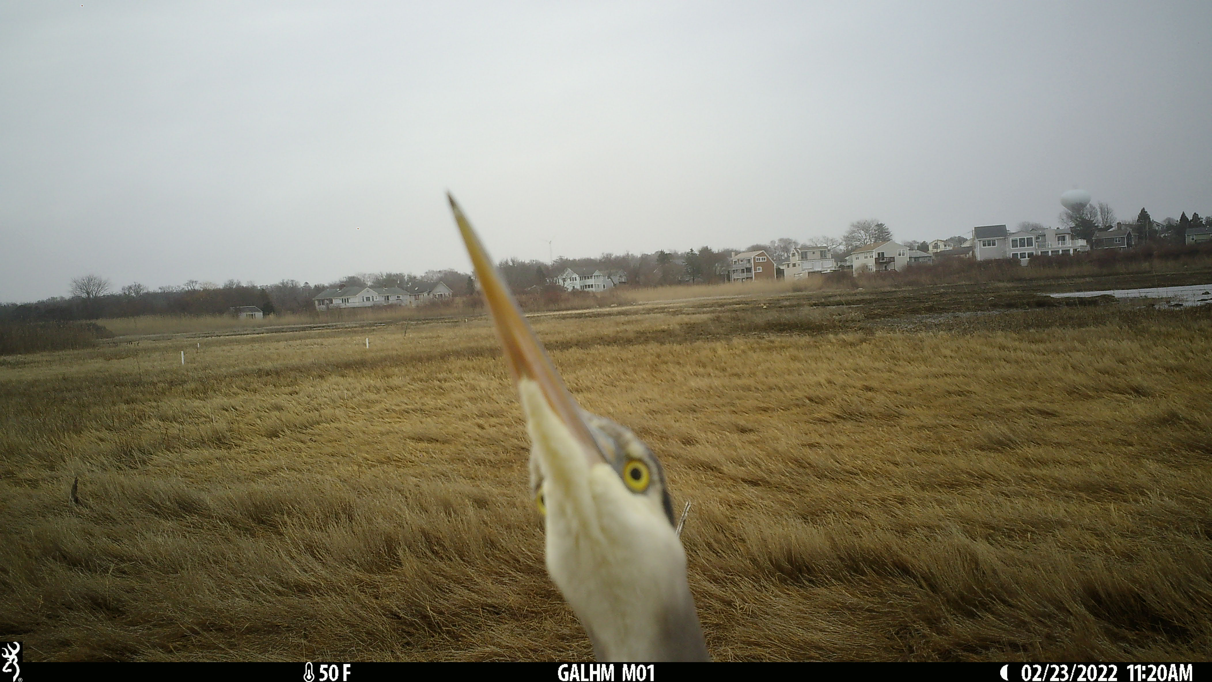 A heron points its beak in the air very close to the camera in front of grassy wetlands