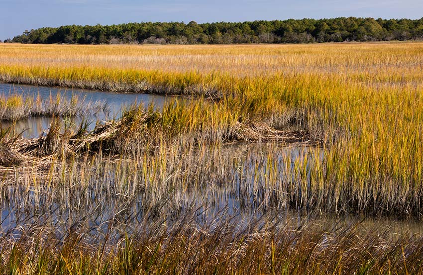 Wetlands at Murals Inlet, South Carolina
